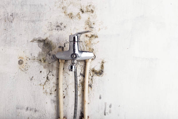 Best Toxic Mold Removal  in Frankston, TX