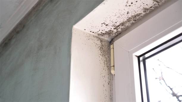 Best Crawl Space Mold Removal  in Frankston, TX