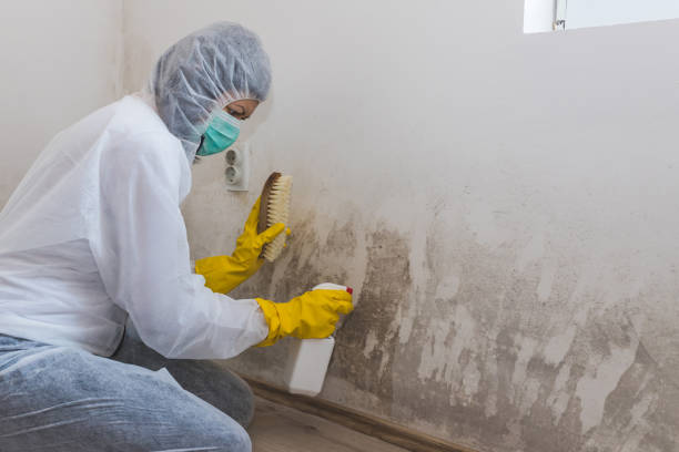 Best Emergency Mold Removal  in Frankston, TX
