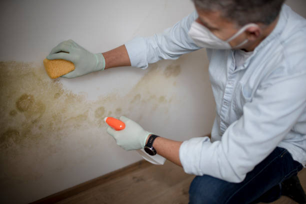 Crawl Space Mold Removal in Frankston, TX