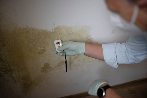 Best Commercial Mold Removal  in Frankston, TX