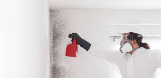 Best Mold Damage Repair  in Frankston, TX