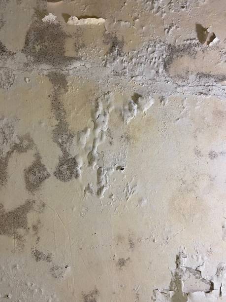 Attic Mold Removal in Frankston, TX
