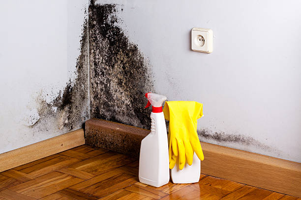 Best Home Mold Removal  in Frankston, TX
