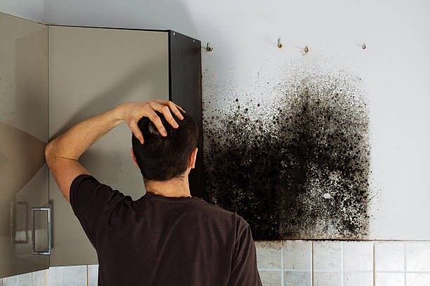 Best Best Mold Removal Companies  in Frankston, TX