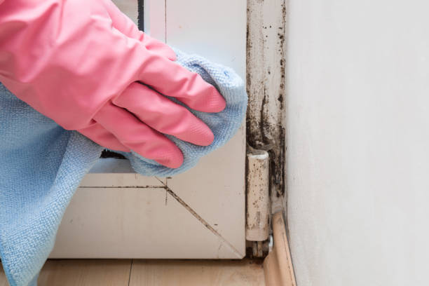 Best Office Mold Removal Services  in Frankston, TX