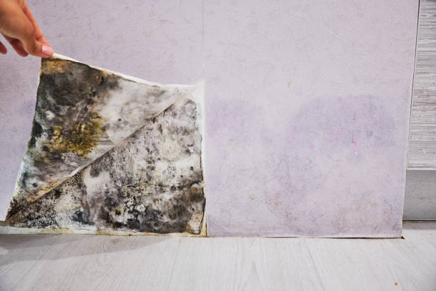 Best Mold Testing  in Frankston, TX